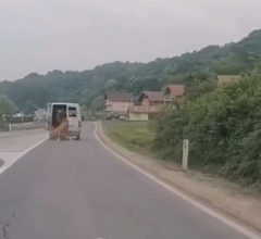 Photo of VIDEO: Krava ispala iz kombija, vozač nastavio dalje