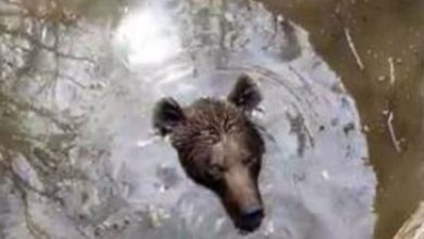 Photo of Dramatična akcija u Hercegovini: Dobri ljudi spasili medvjeda iz bunara
