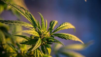 Photo of Priča o legalizaciji kanabisa za liječenje u BiH traje već pet godina, “zapelo” kod imenovanja komisije