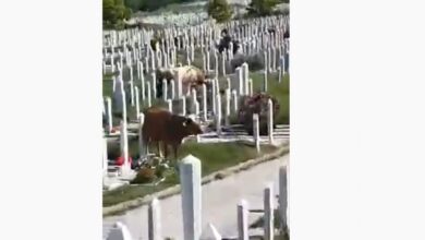 Photo of Sarajevo: Krave pasle travu na gradskom groblju Vlakovo, nadležni se izvinili građanima