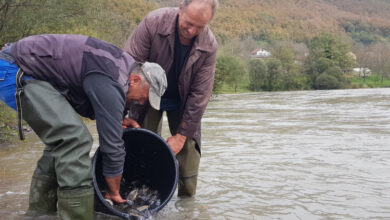 Photo of Drina poribljena pastrmkom
