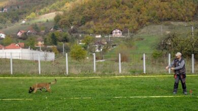 Photo of Stotine pasa obučenih u BiH traže mine kod nas i u 11 zemalja svijeta