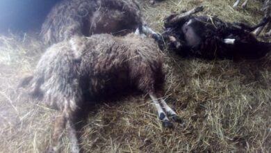 Photo of NAJCRNJE JUTRO ZA POVRATNIKA DŽEVADA ĆOSOVIĆA: OSTAO JE BEZ STADA OVACA, KAKO ĆE SADA HRANITI PETOČLANU PORODICU