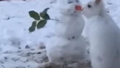 Photo of Zec u snijegu pronašao snješka Bjelića pa napravio nešto preslatko