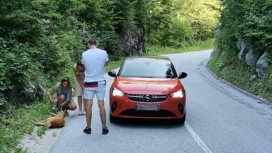 Photo of Tužni prizori u Nacionalnom parku Sutjeska: Usmrtio lane, srnu ostavio da umre