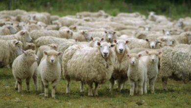 Photo of Pojačane veterinarske kontrole uoči Kurban-bajrama