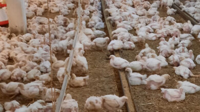 Photo of U problemima potrošači, ali i proizvođači: Upaljen je alarm, ugrožene brojne farme
