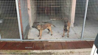 Photo of Federalna uprava policije MUP-u BPK donirala pse tragače