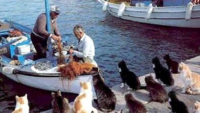 Photo of Na ovom ostrvu živi više mačaka nego ljudi, izgrađeno je i malo svetište za njih