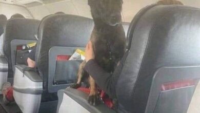 Photo of Let prvom klasom: Turske aviokompanije nagradile pse koji su tražili preživjele u ruševinama