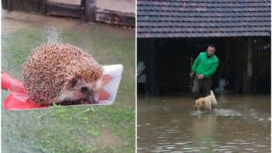 Photo of Humanost na djelu: Sanjanin iz nabujale vode spasio psa, mačku i ježa