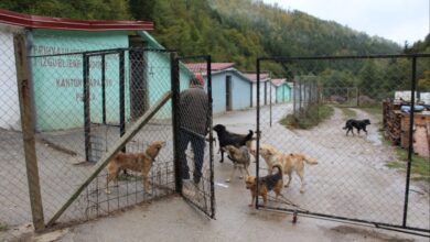 Photo of Poslije nevremena u Prači stradalo deset životinja: Psi iz azila ubili ovce?