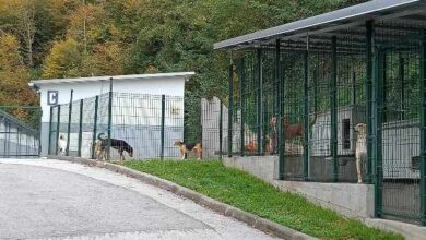 Photo of Udruženje A.R.B sa ulica Goražda uklonilo oko 1000 pasa