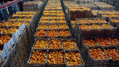 Photo of Bosna i Hercegovina zabranila uvoz mandarina iz Hrvatske