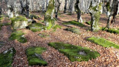 Photo of Stećci: Starobosanski mramorovi