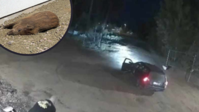 Photo of Muškarac snimljen kako baca truplo svinje na bošnjačku džamiju u Švedskoj, imam Šahat: Nažalost, navikli smo