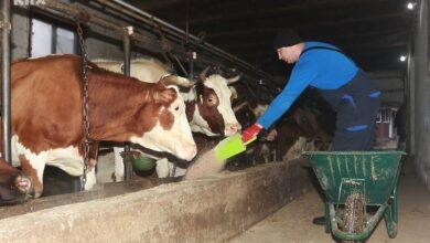 Photo of Bh. farmeri strahuju od pojave kancerogenog aflatoksina u mlijeku