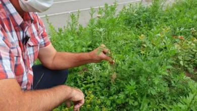 Photo of Sezona alergija u punom zamahu – Kako se zaštititi od polena ambrozije?