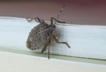 Photo of Najezda smrdibuba u BiH: Znate li kako ih se riješiti?