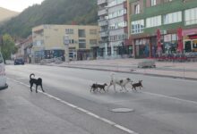 Photo of Nakon napada psa lutalice na dječaka u Goraždu: Građani izlaze na proteste, gradsko vijeće zasjeda vanredno