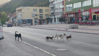 Photo of Nakon napada psa lutalice na dječaka u Goraždu: Građani izlaze na proteste, gradsko vijeće zasjeda vanredno