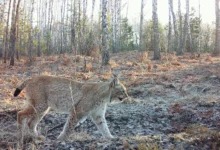 Photo of Preopasno za ljude, savršeno za zvijeri: Kako je Černobil od zone smrti postao oaza divljine