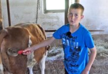 Photo of Jedanaestogodišnji Asim iz Ćehajića umjesto telefona izabrao farmu i stoku