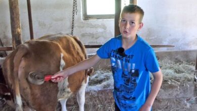Photo of Jedanaestogodišnji Asim iz Ćehajića umjesto telefona izabrao farmu i stoku