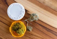 Photo of Dokle je legalizacija medicinskog kanabisa u BiH: Ključni koraci sada u rukama entiteta i Brčko distrikta
