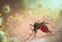 Photo of Pazite na komarce! Virus se širi Evropom, BiH mora u pripravnost