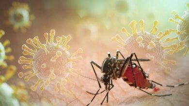 Photo of Pazite na komarce! Virus se širi Evropom, BiH mora u pripravnost