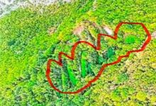 Photo of Kod Drežnice otkrivena ogromna plantaža kanabisa