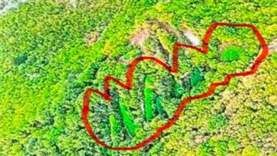 Photo of Kod Drežnice otkrivena ogromna plantaža kanabisa